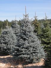 Colorado Spruce